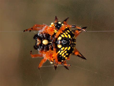 Jewel Spider | Project Noah