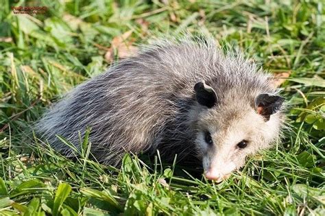 What Are Opossums' Predators? - AAAC Wildlife Removal