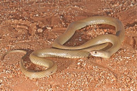 Western Brown Snake (Pseudonaja mengdeni) | Western Brown Sn… | Flickr