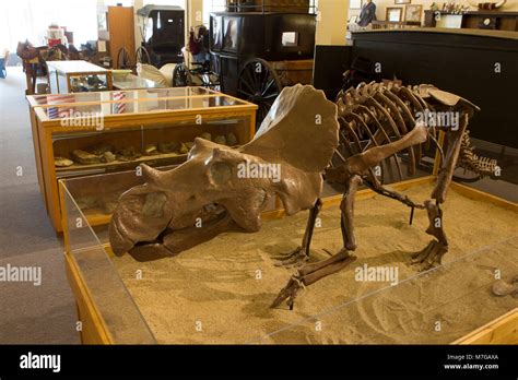 Full-sized replica of Avaceratops lammersi, a dinosaur first discovered in nearby Shawmut, on ...