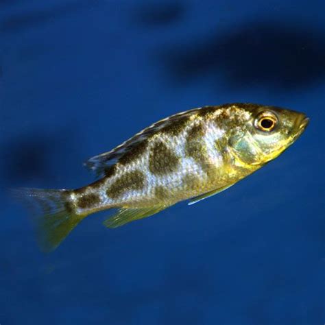 Giraffe Cichlid - Nimbochromis venustus - Juvenile | Cichlids, African cichlid aquarium, African ...