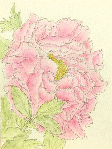 flower sketch peony flower by Water color on Behance