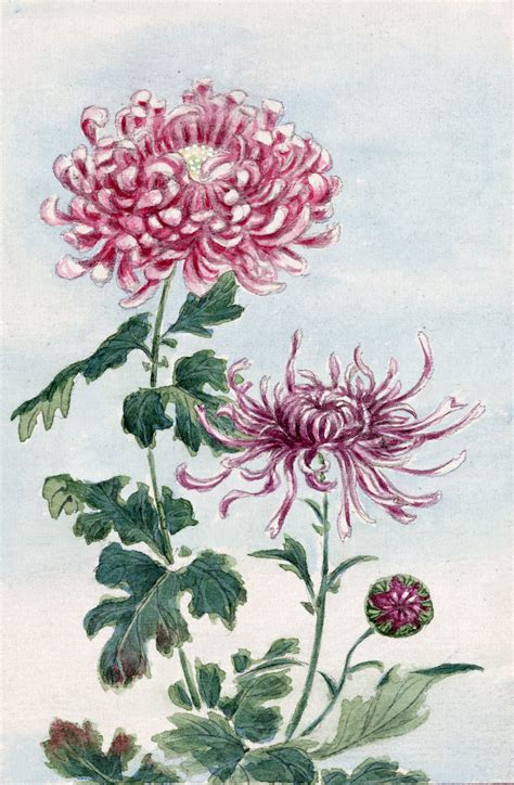 Chrysanthemum Flowers Japanese Art Free Stock Photo - Public Domain Pictures