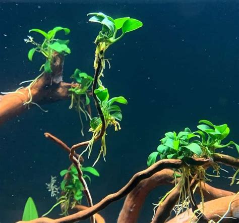 10 Best Plants for Shrimp Tank