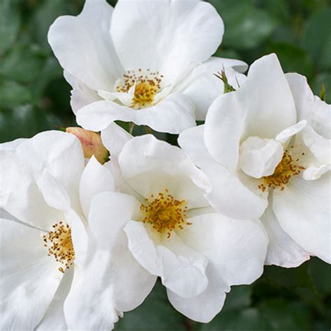 White Knock Out® - Star® Roses and Plants