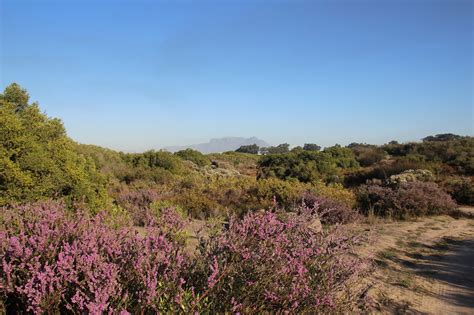 Cape Flats Dune Strandveld Wikipedia, 50% OFF