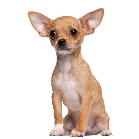 Dog Breeds Chihuahua - PUPPY CUTE DOG