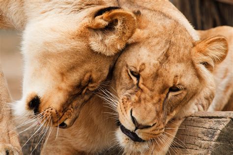 Cuddling Lions Free Stock Photo - Public Domain Pictures