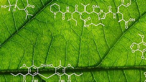 Plant Biochemistry - Important Questions Answers, Question Paper ...