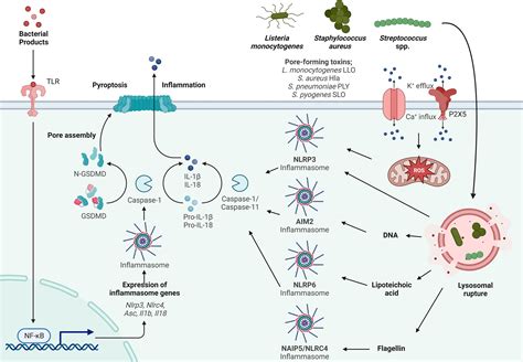 Frontiers | Inflammasome activation by Gram-positive bacteria: Mechanisms of activation and ...