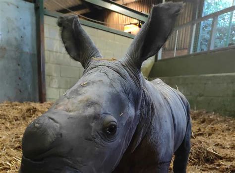 Rare baby white rhino born at UK zoo hailed ‘a little miracle’ | NewsChain