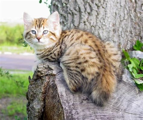 American Bobtail Cat | Cute Cats