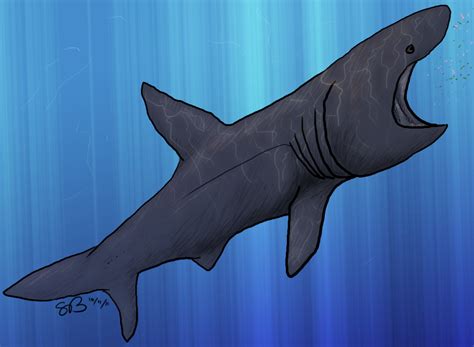 Musings of a Biologist and Dog Lover: Drawing Animals: Basking Shark