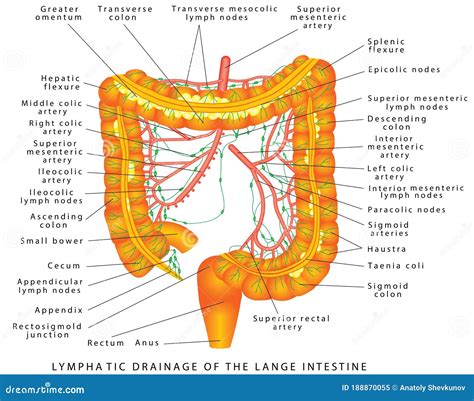 Colon - lymphatic drainage stock vector. Illustration of drainage ...