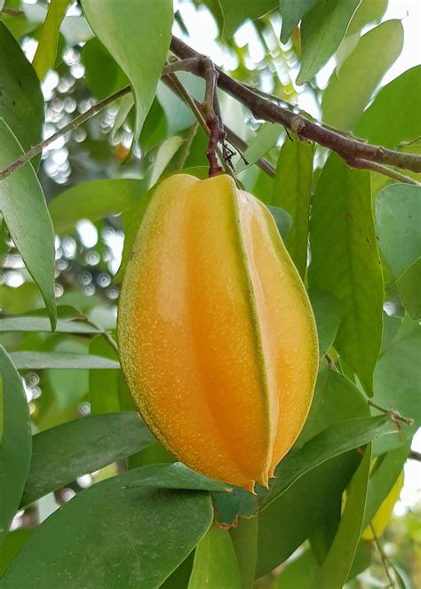 Starfruit Tree for Sale - Buying & Growing Guide - Trees.com