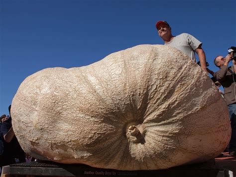 The Heaviest Pumpkin Ever - Business Insider