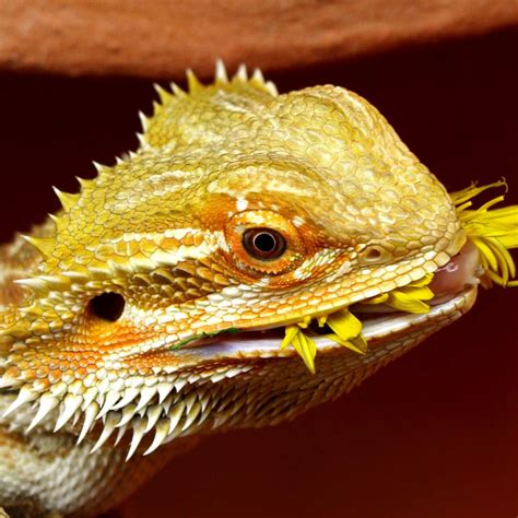 Creating an Ideal Bearded Dragon Habitat: Budget-Friendly Tips!