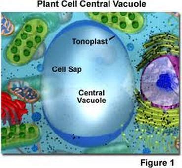 Vacuoles - Plant Cells - Organelles