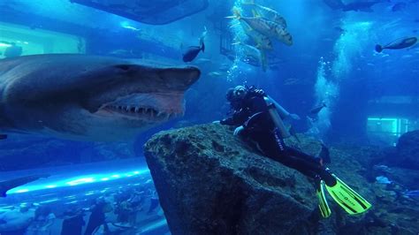 Scary Shark Encounter At Mall Aquarium - For Scuba Divers
