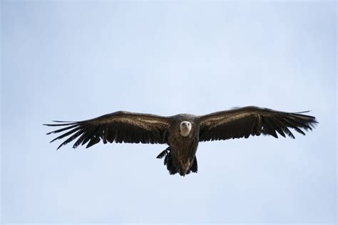 Tibetan Sky Burial and Other Funarel Practices - Wonders of Tibet