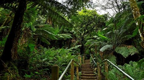 The unofficial history of the Thousand Steps in the Dandenongs - ABC Melbourne