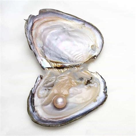 Freshwater Cultured Pearl Oyster, Shape Potato, 11-12mm, - FromOcean.com