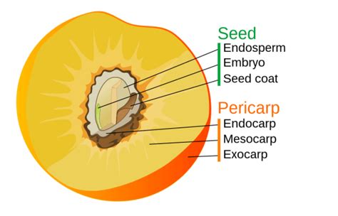 What is the Difference Between Perisperm and Pericarp - Pediaa.Com