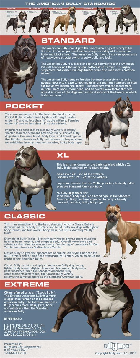 5 Types of American Bully Dog Breeds ⋆ AmericanBullyDailly ⋆