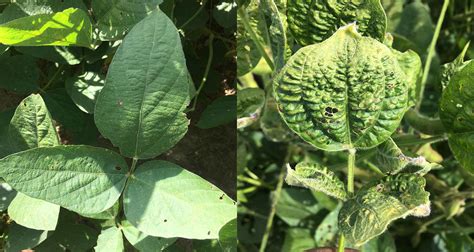 Soybean research lost to dicamba drift damage - Brownfield Ag News