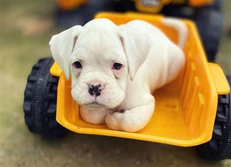 30+ Cute Boxer Puppy Names