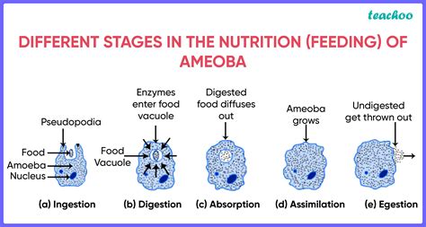 Nutrition In Amoeba - Process Of Holozoic Mode Of Nutrition (Diagram)