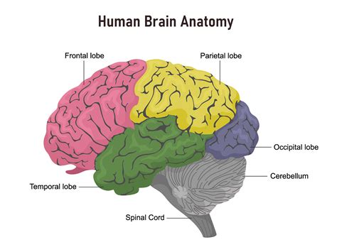 Diagram Of The Brain Labeled With Functions