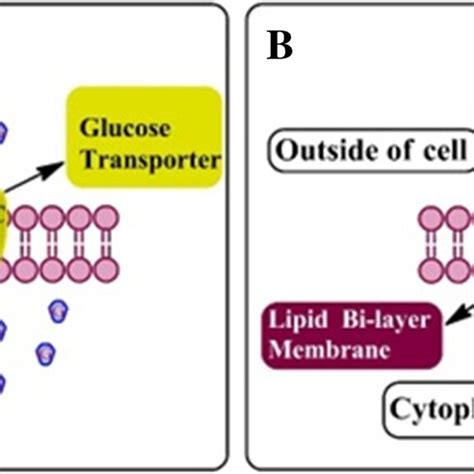 The molecular mechanism of GLUT protein-mediated glucose transport in ...