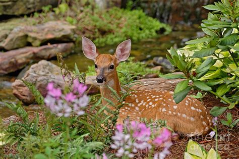 Whitetail Deer Fawn