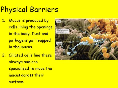 Edexcel CB5 SB5 Physical and Chemical Barriers Complete Lesson - GCSE Biology/ Combined Science ...