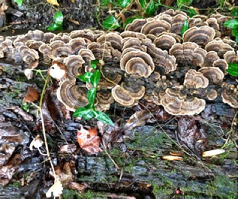 Decomposers: The Unsung Forest Allies - Bayrestoration.org