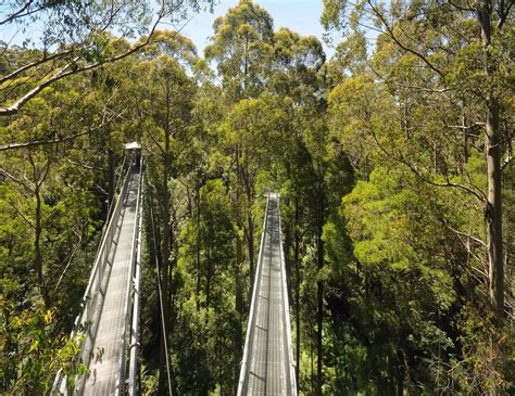 The Ultimate Guide to the Great Otway National Park | Great Ocean Road