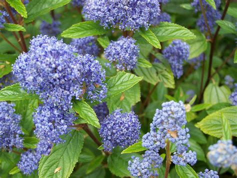 Bestel Ceanothus del. 'Gloire de Versaille’ voordelig bij Plantenweelde