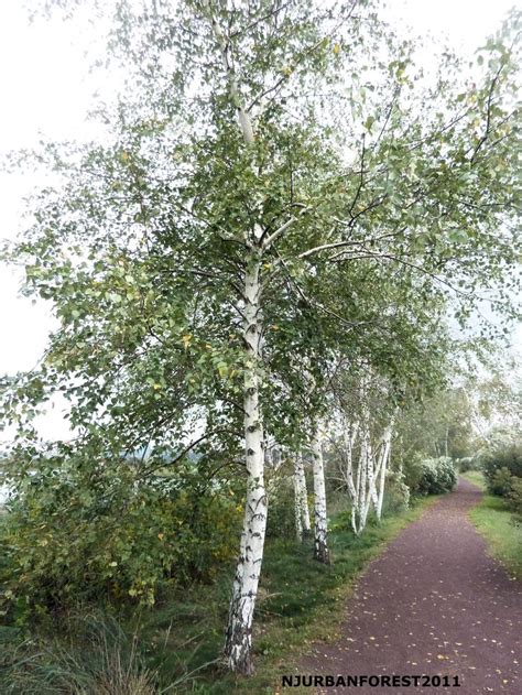 Gray Birch on Path | Tree, Native plants, Morris arboretum