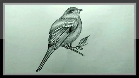 How To Draw A Realistic Bird In Pencil