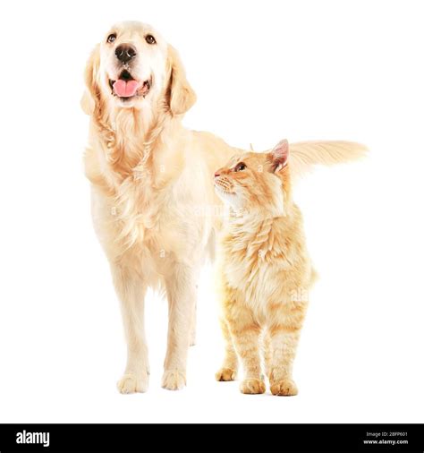 Cute golden retriever with his tongue out and beautiful ginger tabby cat together on white ...