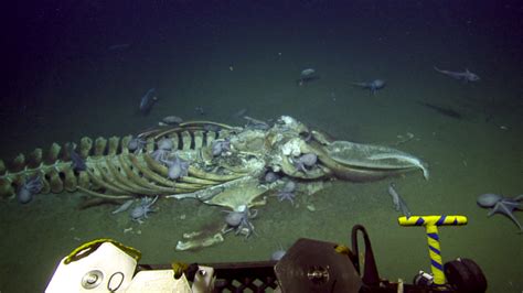 Found off the Monterey coast, whale corpse offers an underwater feast on the deep ocean floor ...