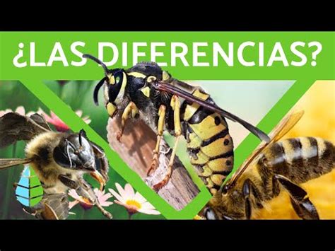 Diferencia entre avispa y abeja Compare la diferencia entre términos ...