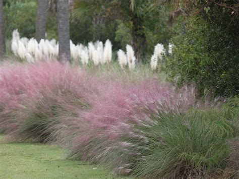 Growing Ornamental Grasses: Learn More About Ornamental Grass In ...