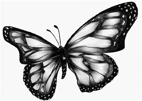 Free Black And White Butterfly, Download Free Black And White Butterfly ...