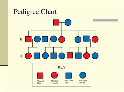 PPT - Genetics PowerPoint Presentation, free download - ID:3596354