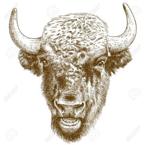 Bison Head Drawing at GetDrawings | Free download