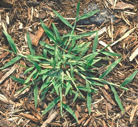 All About Crabgrass | What Grows There :: Hugh Conlon, Horticulturalist, Professor, Lecturer ...