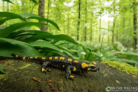 Fire Salamander