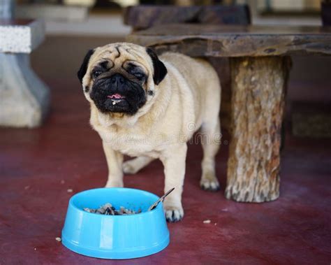 Pug with food stock image. Image of health, eating, funny - 68323637